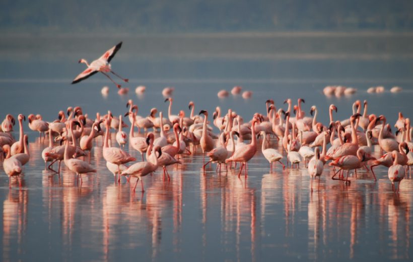 Lake Naivasha National Park- Cresent Island
