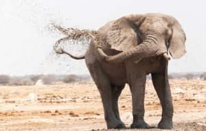Trips Ideas For Africa