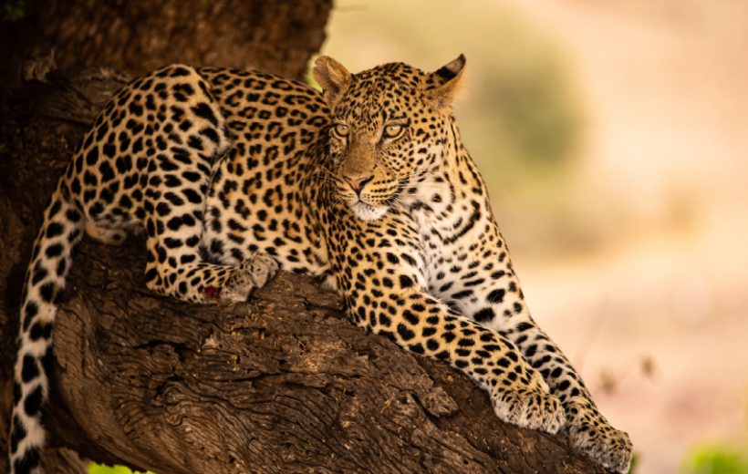 Aberdare, Lake Nakuru & Masai Mara Safari