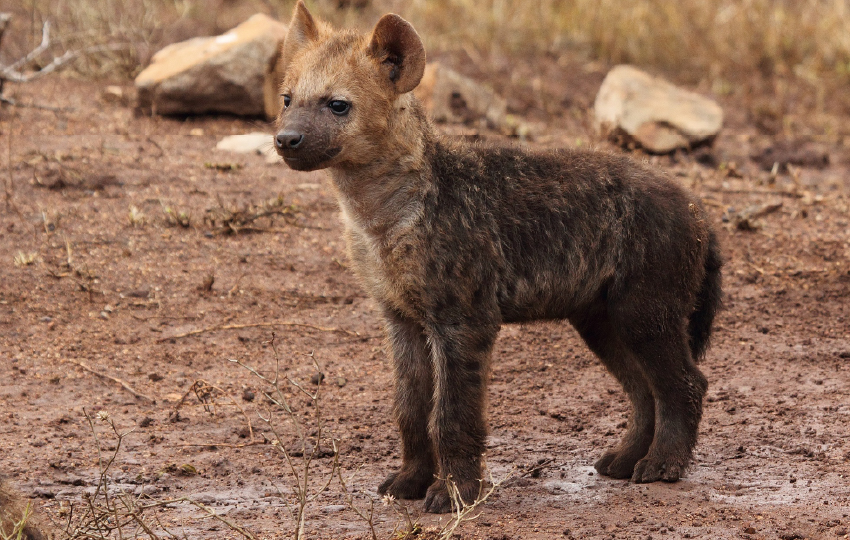 Amboseli, Tsavo West & East – Diani