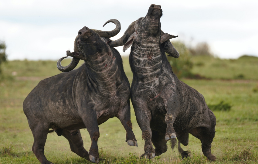 Masai Mara, Lake Nakuru, Samburu & Aberdare