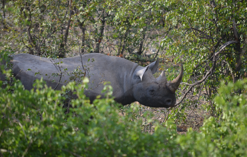 Ol Pejeta, Lake Naivasha & Masai Mara