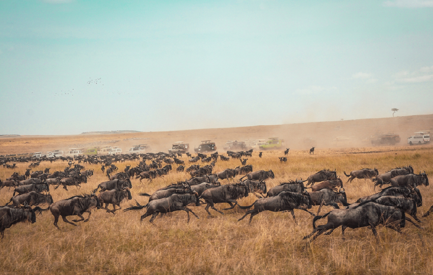 Kenya Tanzania Great Migration Footprints