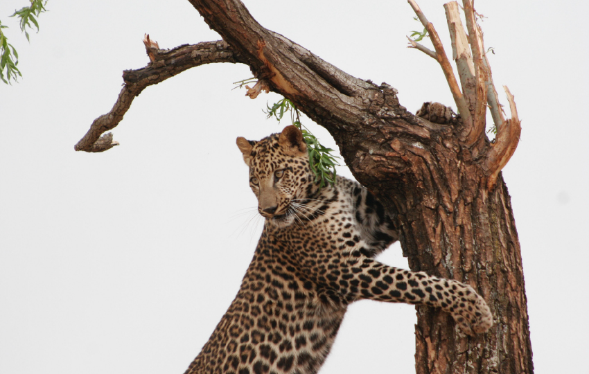 Amboseli, Tsavo West, Tsavo East & Diani Beach