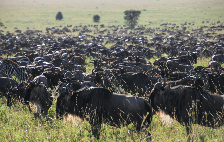 Scenic Samburu, Lake Nakuru & Maasai Mara Safari