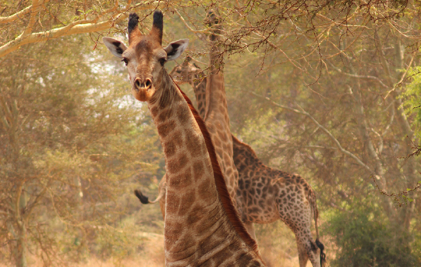 Aberdare, Lake Nakuru & Masai Mara