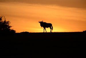 Best of Tanzania Wildlife Safari Tour