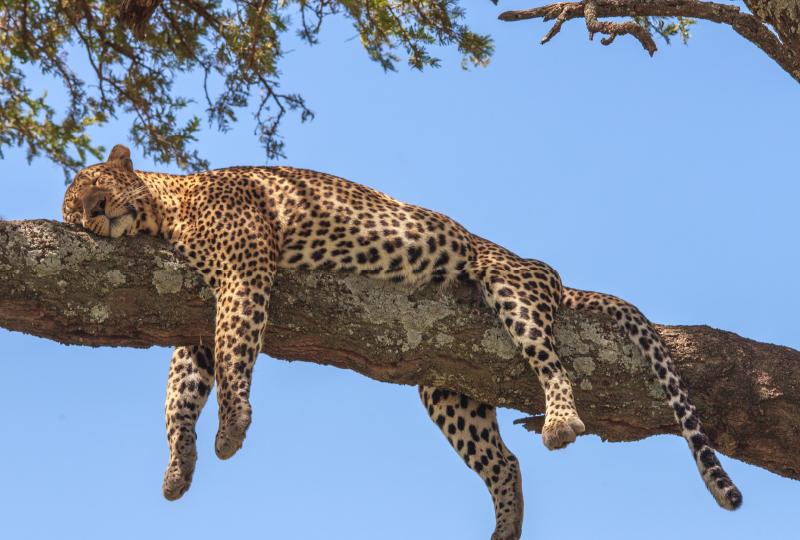 Kenya Wildlife Adventure & Beach Holiday
