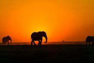 Trips Ideas For Africa