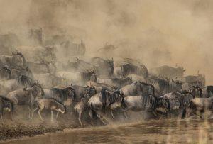 Serengeti & Ndutu Safari Calving Season