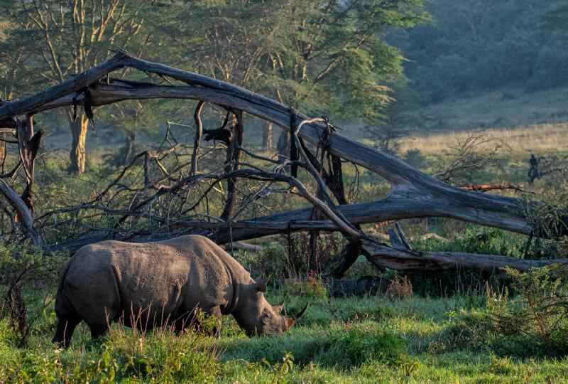Masai Mara, Lake Nakuru & Hell's Gate