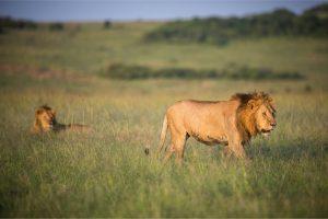 How To Book Safari