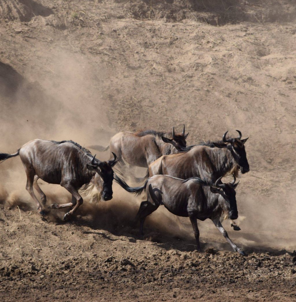 uzuri-safaris-tanzania-H1THPgRuKg0-unsplash